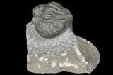 Pedinopariops Trilobite - Mrakib, Morocco #126328-2
